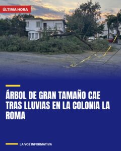 Árbol de gran tamaño cae tras lluvias en la colonia La Roma