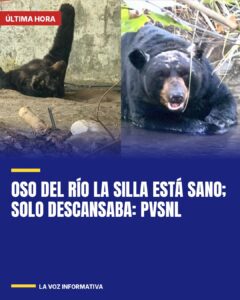 Oso del Río La Silla está sano; solo descansaba: PVSNL