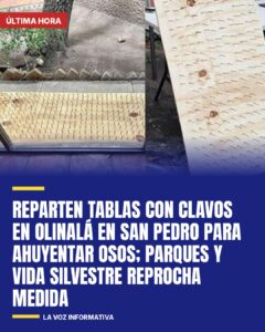 Reparten tablas con clavos en Olinalá en San Pedro para ahuyentar osos; Parques y Vida Silvestre reprocha medi